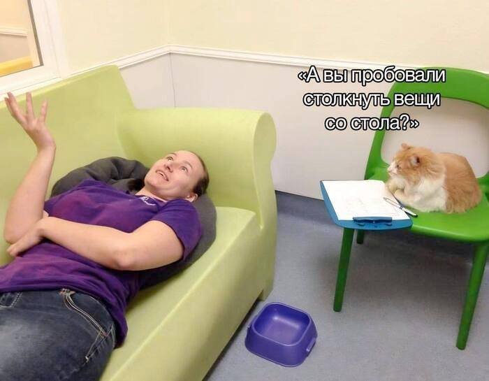 Мемы с котами — официальное лекарство от стресса, подтвержденное психологами