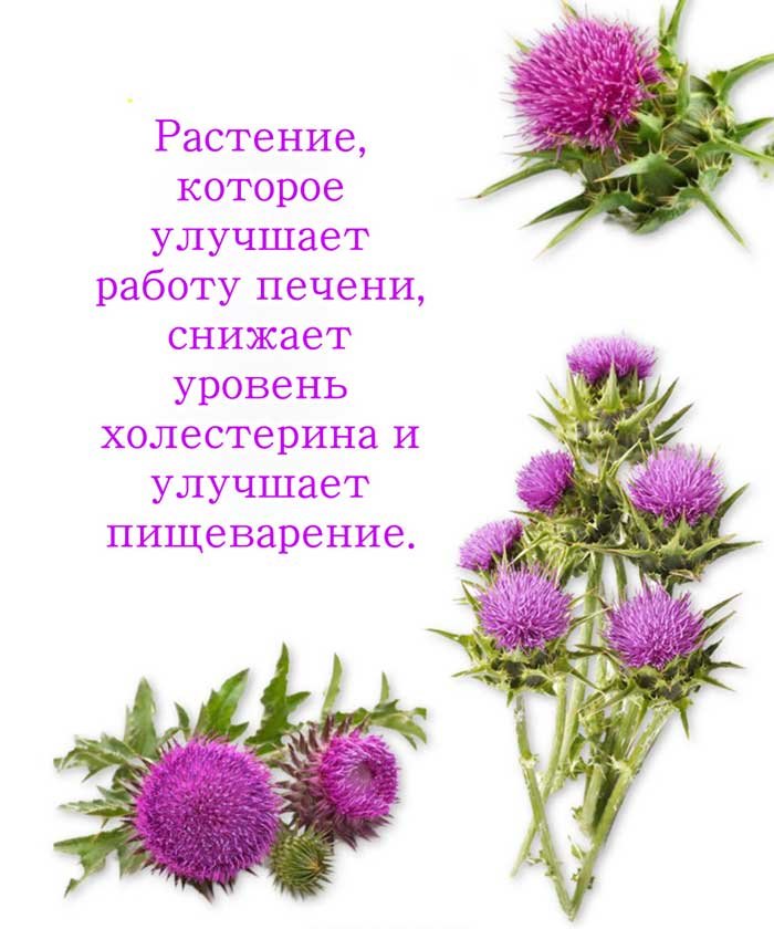 🔥 «Врачи скрывают правду: это растение может исцелить вашу печень быстрее любых лекарств! Не пропусти!» 🌿
