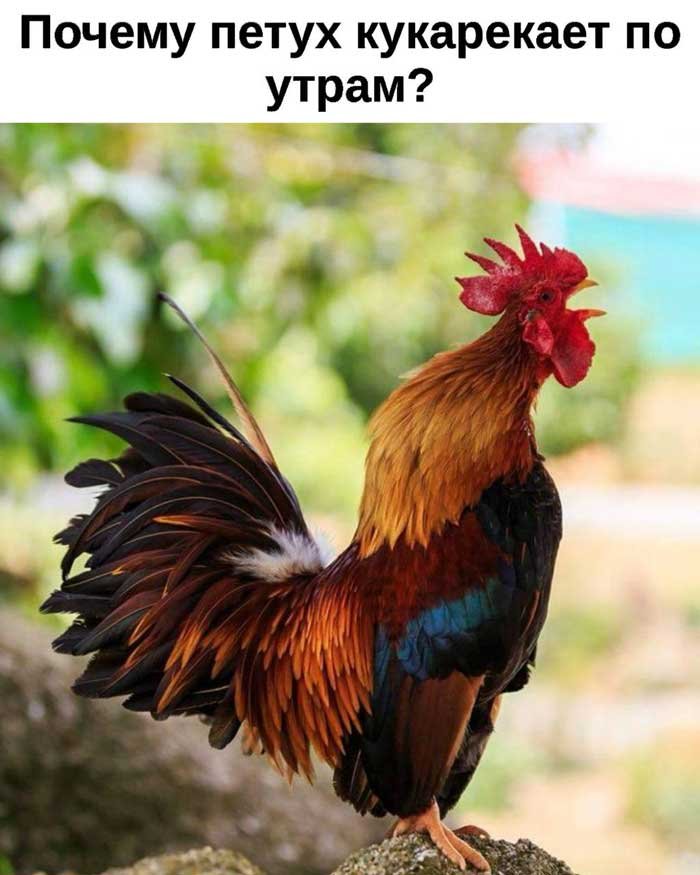 Почему петухи кукарекают на рассвете? Ответ, который удивит даже фермеров! 🐓🌅