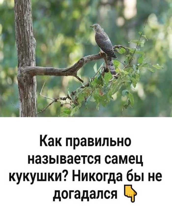 «Как зовут самца кукушки? Ответ, который никто не ожидает!»