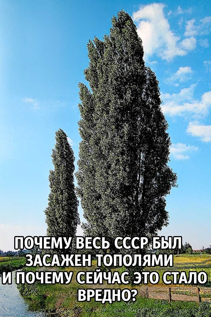 «Почему СССР сделал ставку на тополь и почему это оказалось ошибкой?»