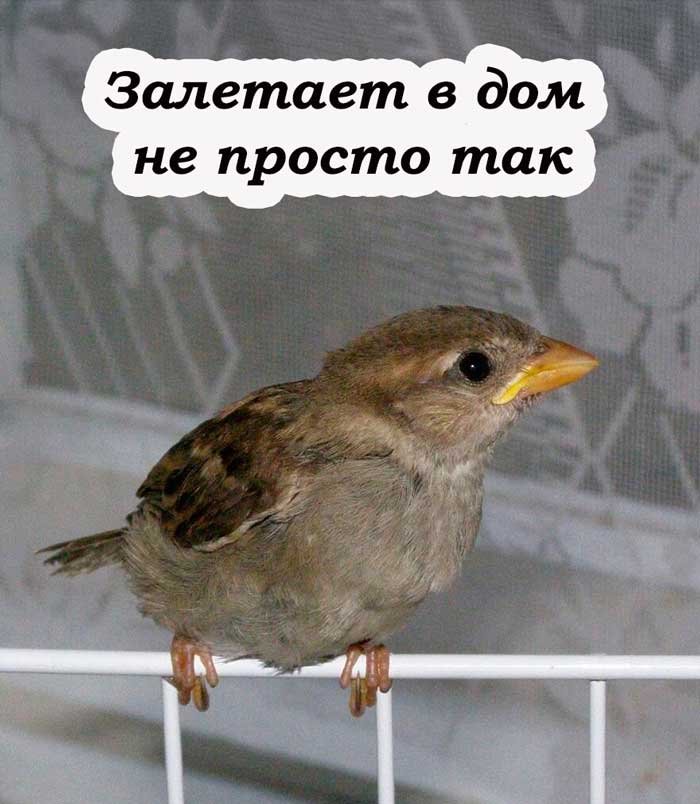 «Если воробей залетел в окно — срочно проверьте, что значит этот знак»
