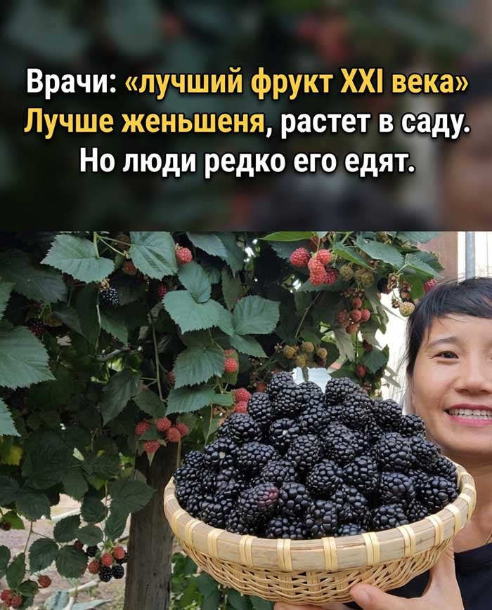Шелковица — ягода молодости: природный суперфуд, который очищает кровь, улучшает зрение и замедляет старение
